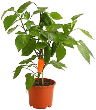 Pick-a-Pep® Snackpaprika mit Früchten