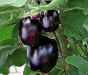 Mini Aubergine