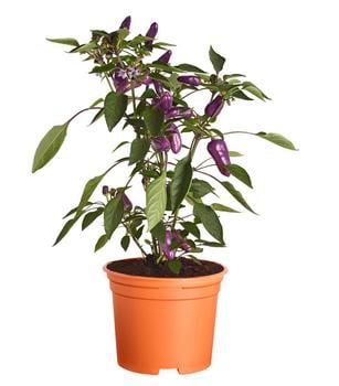 Peperoni 'Hot Cosmo'