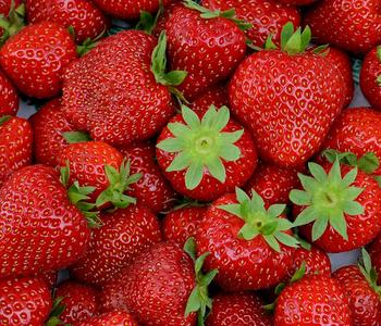 Erdbeere 'Elsanta', 8er-Schale