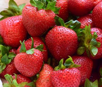 Erdbeere 'Mieze Nova', 8er-Schale