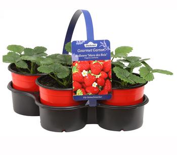 Dehner Gourmet Garten Erdbeere 'Mara des Bois' Dehner