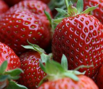 Bio Erdbeere, immertragend, 6er-Schale