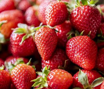 XXL Erdbeere 'Korona'