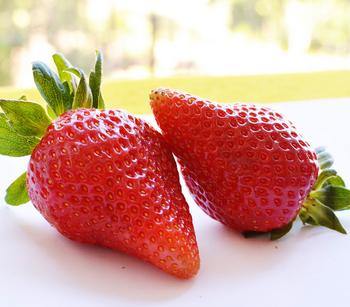 Erdbeere 'Pink Princess'