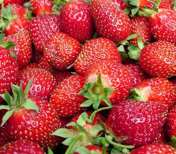 Erdbeere 'Viva Rosa'