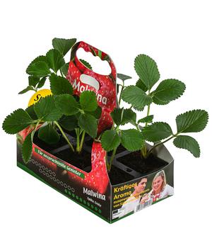 Erdbeere 'Malwina', 6er-Schale, Rot