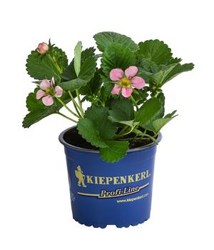 Erdbeere 'Rosana®'