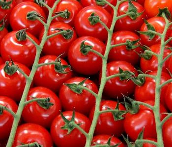 Bioland Cherrytomate