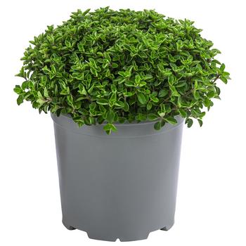 Dehner Gourmet Garten Oregano