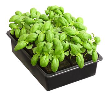 Basilikum, 6er Schale