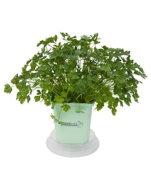 GREENBAR® Petersilie, glatt