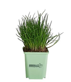 GREENBAR® Schnittlauch