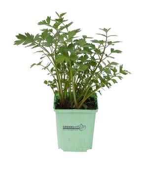 GREENBAR® Liebstock