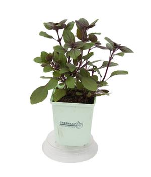 GREENBAR® Strauchbasilikum