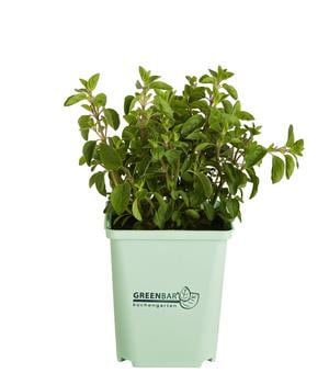 3 x GREENBAR Oregano, Grün - Mindestbestellmenge: 3 Stk.