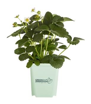 GREENBAR® Erdbeere 'Delizz'
