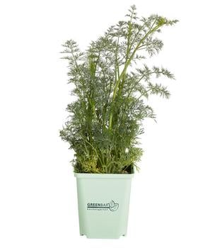 GREENBAR® Dill