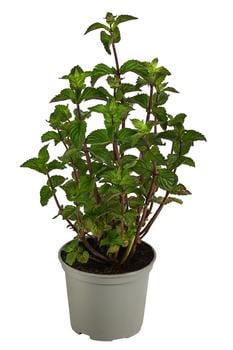 Dehner Gourmet Garten Pfefferminze