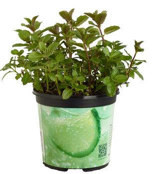 3 x Mojito-Minze von Dehner, Grün - Mindestbestellmenge: 3 Stk.