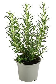 3 x Dehner Gourmet Garten Rosmarin, Grün - Mindestbestellmenge: 3 Stk.