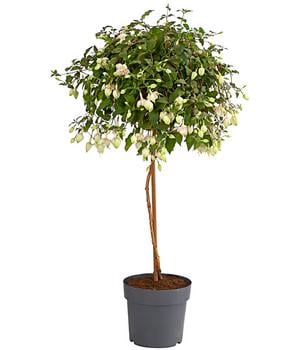 Fuchsie, Stämmchen, verschiedene Sorten