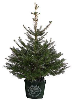 Korea-Tanne, ca. 80-100 cm, im Topf gewachsen