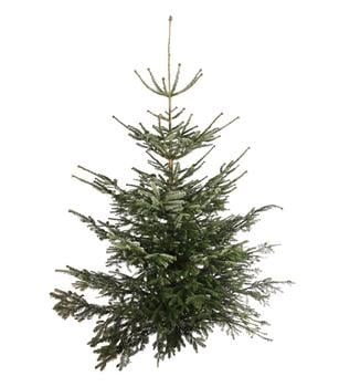 Nordmann-Tanne, ca. 200-250 cm, gesägt