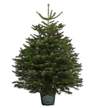 Nordmann-Tanne, B-Sortierung, ca. 125-150 cm, im Topf gewachsen