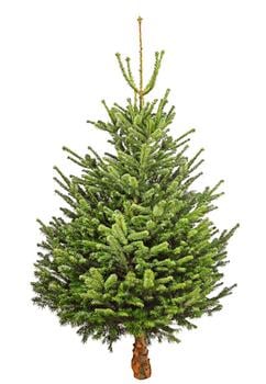 Bio Nordmann-Tanne, ca. 150-200 cm, gesägt