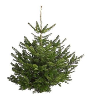 Nordmann-Tanne, ca. 120-175 cm, gesägt