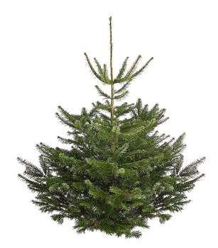 Nordmann-Tanne, ca. 150-175 cm, gesägt