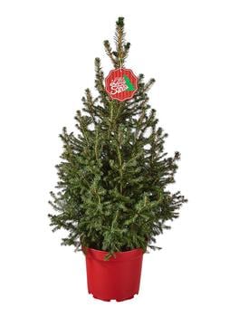 Weihnachtsbaum - Zwerg-Fichte 'Little Santa®'