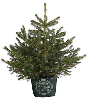 Stech-Fichte, ca. 60-80 cm, im Topf gewachsen