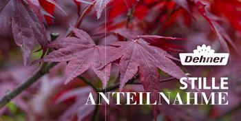 Gutschein - Stille Anteilnahme