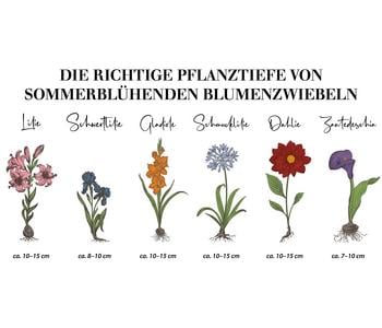 Dehner Blumenzwiebeln Gladiole 'Passos', 8 Dehner